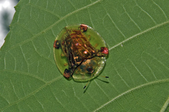 Aspidimorpha sanctaecrucis