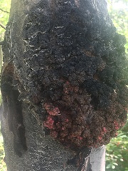 Aceria parapopuli