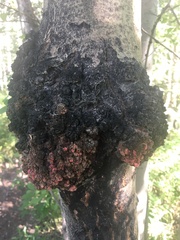 Aceria parapopuli