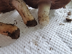 Agaricus incultorum