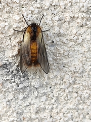 Pryeria sinica