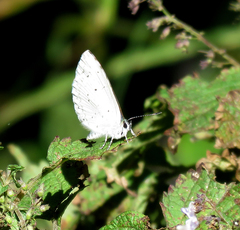 Celastrina argiolus