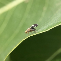 Spathulina acroleuca