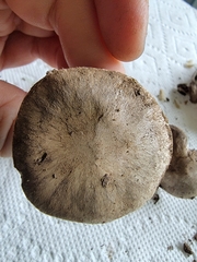 Agaricus incultorum