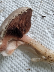 Agaricus incultorum