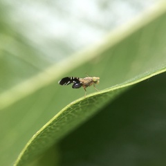 Spathulina acroleuca