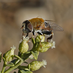 Palpada mexicana