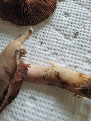 Agaricus incultorum