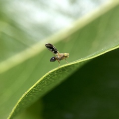 Spathulina acroleuca