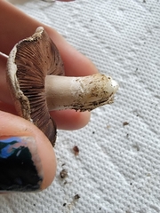 Agaricus incultorum