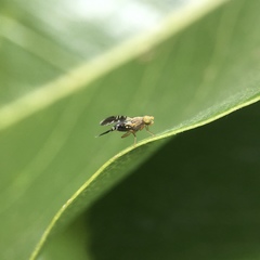 Spathulina acroleuca