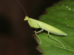 Tropidomantis tenera