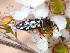 Castiarina parallela