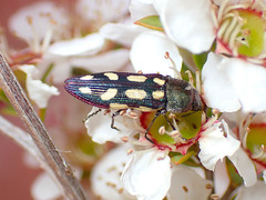 Castiarina parallela