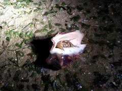 Clibanarius infraspinatus