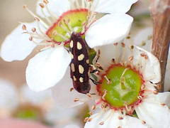 Castiarina parallela