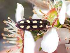 Castiarina parallela