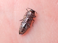 Castiarina parallela