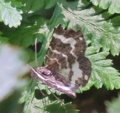 Trichodezia californiata