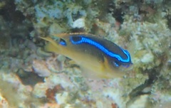 Chrysiptera leucopoma