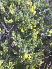 Aspalathus ericifolia