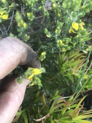 Aspalathus ericifolia