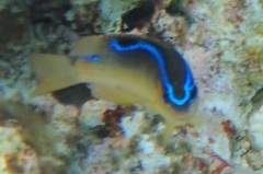 Chrysiptera leucopoma