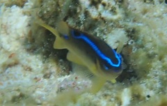 Chrysiptera leucopoma