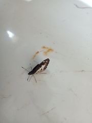 Udaspes folus