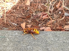 Vespa simillima xanthoptera