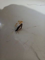 Udaspes folus