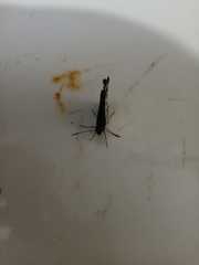 Udaspes folus