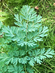 Capnoides sempervirens