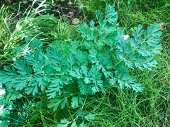 Capnoides sempervirens