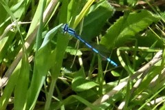 Austrocoenagrion lyelli