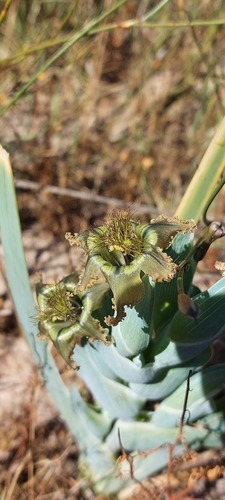Ferraria divaricata