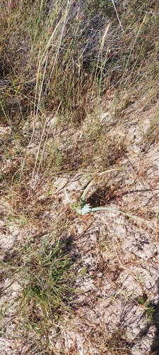 Ferraria divaricata