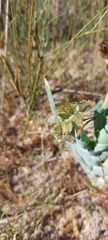 Ferraria divaricata