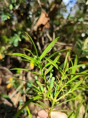 Podocarpus spinulosus