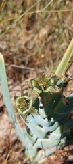 Ferraria divaricata