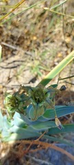Ferraria divaricata