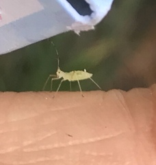 Hyaliodes