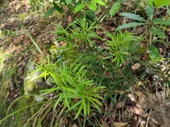 Podocarpus spinulosus