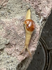 Sheldoniinae