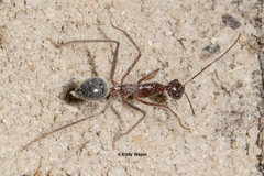 Camponotus johnclarki