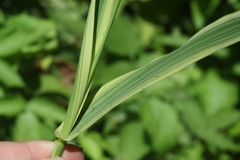 Arundo donax versicolor
