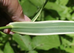 Arundo donax versicolor