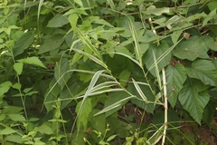 Arundo donax versicolor