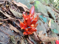 Zingiber oligophyllum