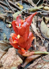 Zingiber oligophyllum